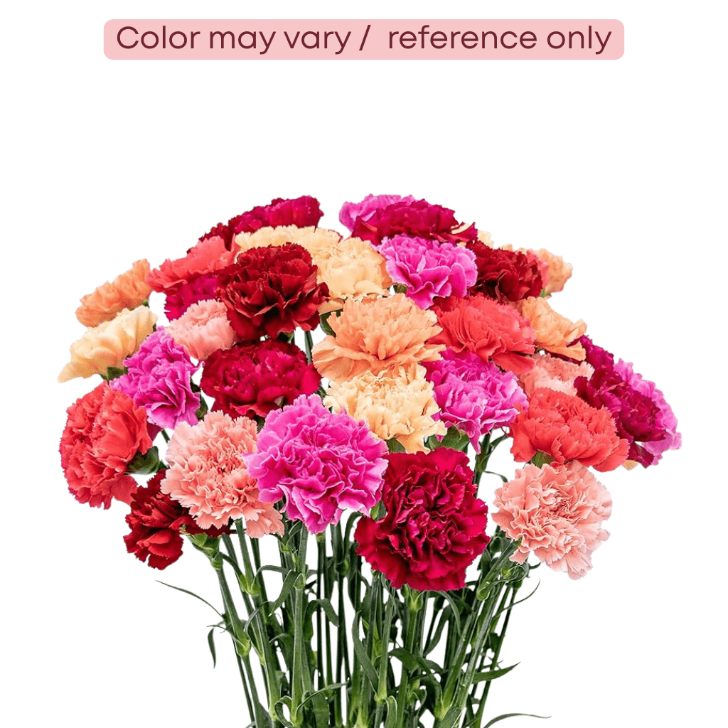 Carnation Assorted Fancy