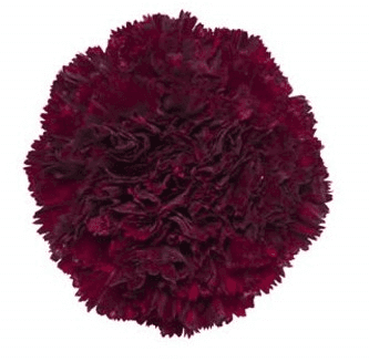 Carnation Burgundy Fancy