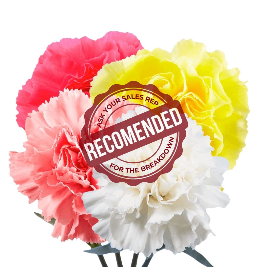 Carnation Asst Custom Pack Fancy
