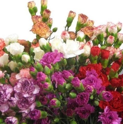 Carnation Mini Asst Novelty