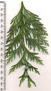 X-mas Cedar Port Orford 25 Lb