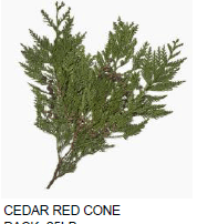 X-mas Cedar Coned 25 Lb Boxed