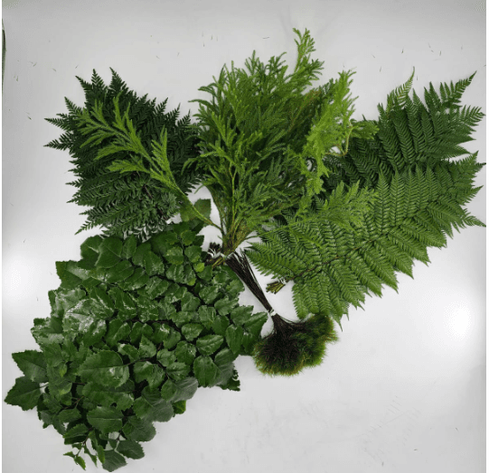 Greens Chile Native Fern (4 Avellano, 4 Musgo, 4 Helecho, 4 Lycopodium, 4 Romerillo S M L