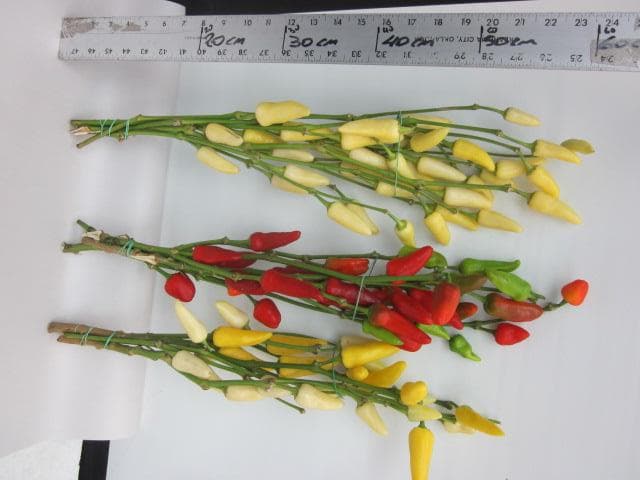 Novelty Chili Pepper Branch