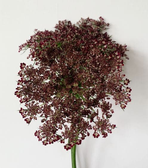 Queen Anne's Lace Dara Chocolate 60 Cm