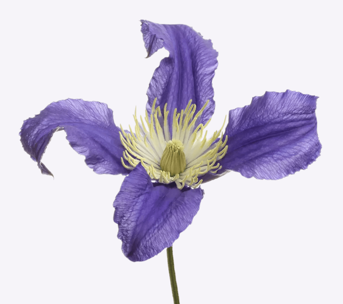 Clematis Pirouette Blue Purple 50 Cm