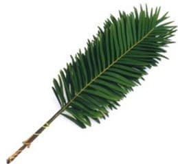 Greens Coontie Fern 60 cm