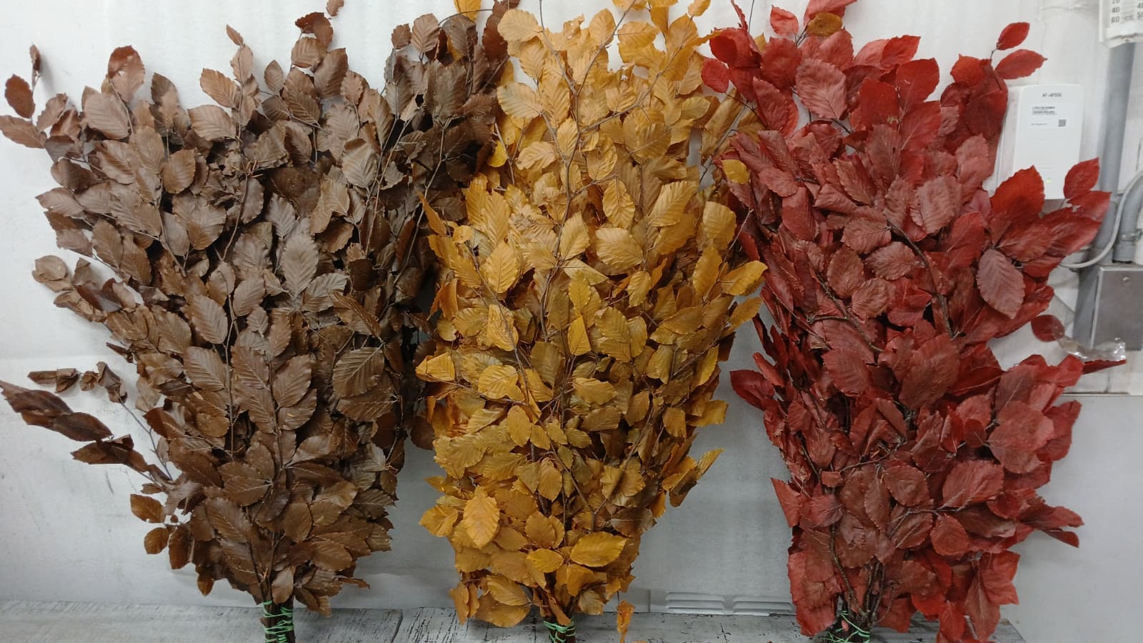Preserved Copper Beech Assorted 150 Gr - Italia