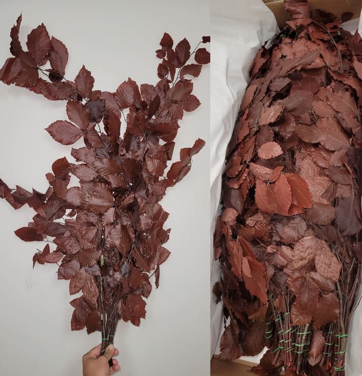 Preserved Copper Beech Burgundy Brown 150 Gr - Italia