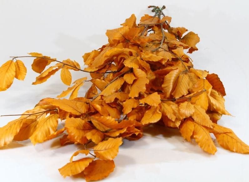 Preserved Copper Beech Orange 150 Gr X 5 St Italia