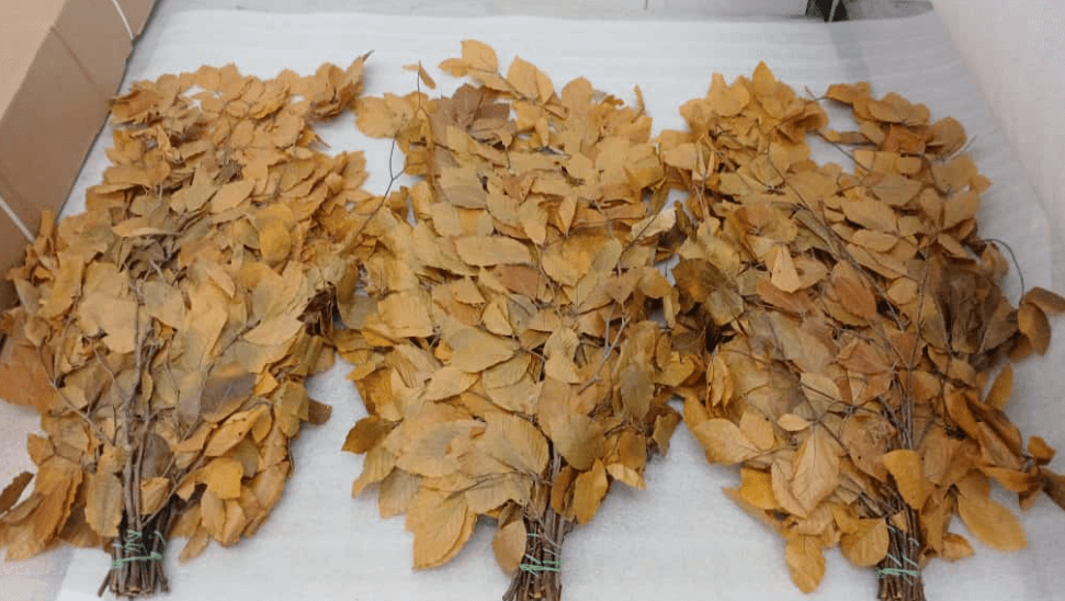 Preserved Copper Beech Yellow 150 Gr - Italia
