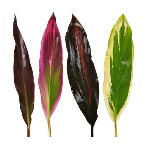 Ti Leaves Cordyline Asst