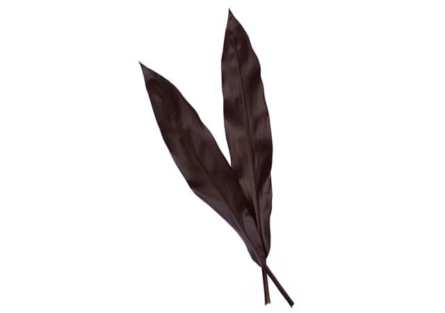 Ti Leaves Cordyline Black 60 Cm