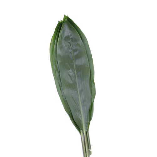 Ti Leaves Cordyline Green 60cms