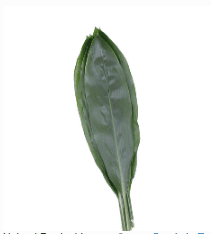 Ti Leaves Cordyline Green 80 Cm Xl