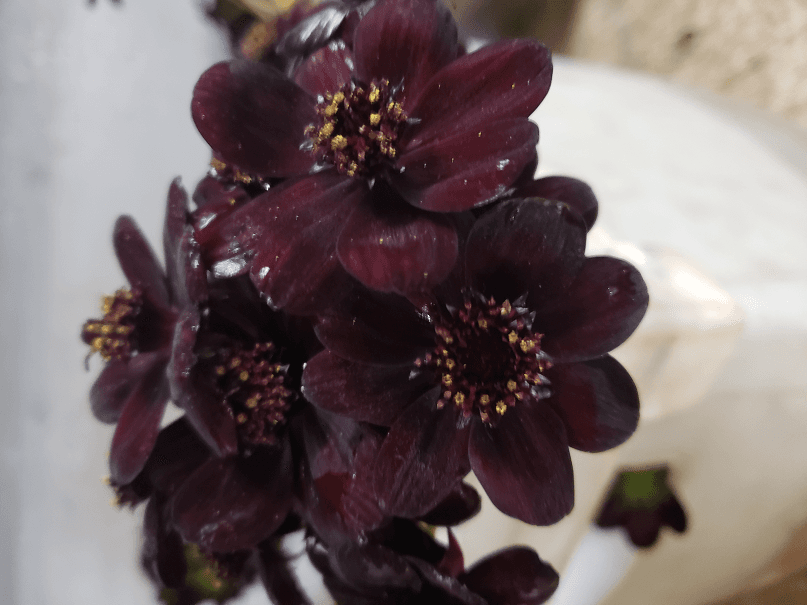 Novelty Cosmo Black Beauty (no Credit) Chocolate 50 Cm Nl