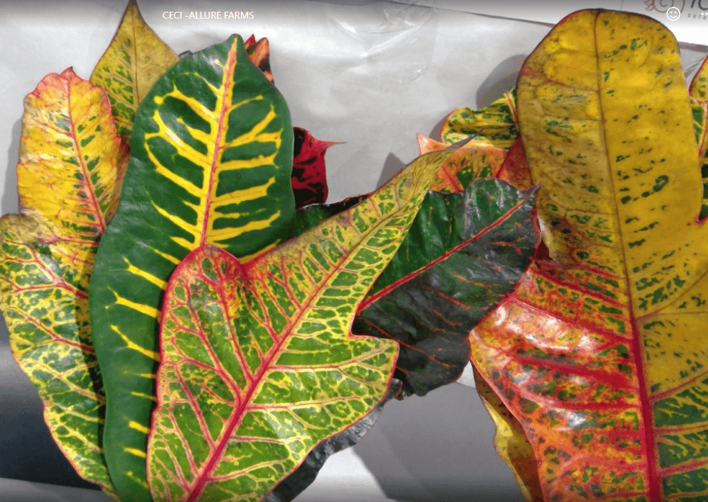 Greens Croton Leaf