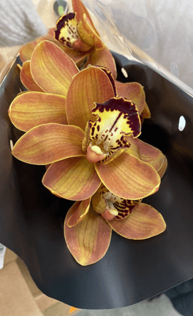 Cymbidium Charly Brown Orange 8/11 Bl 60 Cm