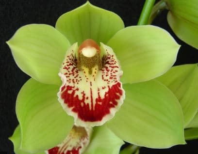 Cymbidium Green 8/11 Bl
