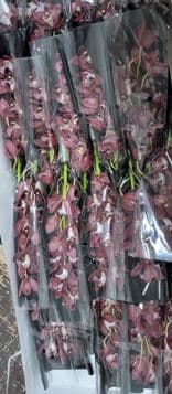 Cymbidium Red Mini Burgundy 40 Cm