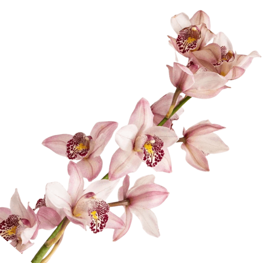 Cymbidium Mini Pink 40 Cm