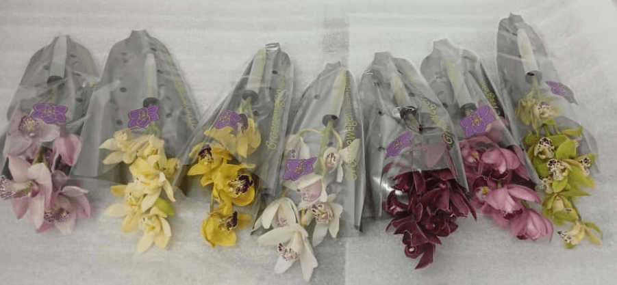 Cymbidium Mini Assorted Mix 40 Cm