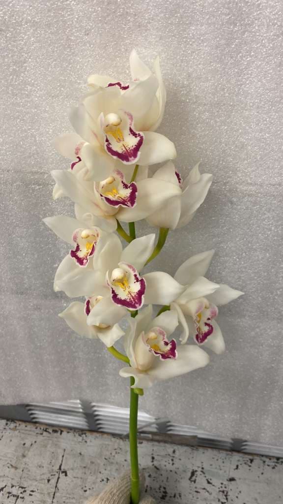 Cymbidium Mini White 40 Cm