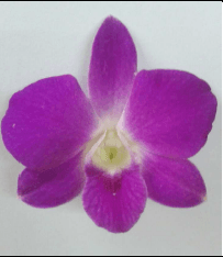 Dendrobium Queen Pink Qp Hot Pink Magenta L 50-55 Cm