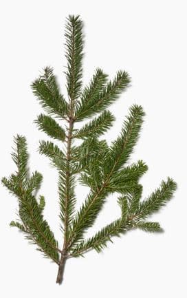X-mas Douglas Fir Greens 25 Lb