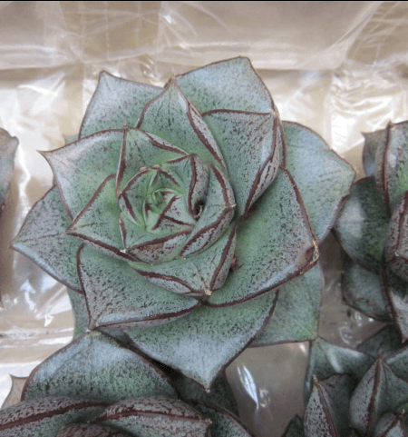 Echeveria Purpusorm Green Dark 5.5 Cm