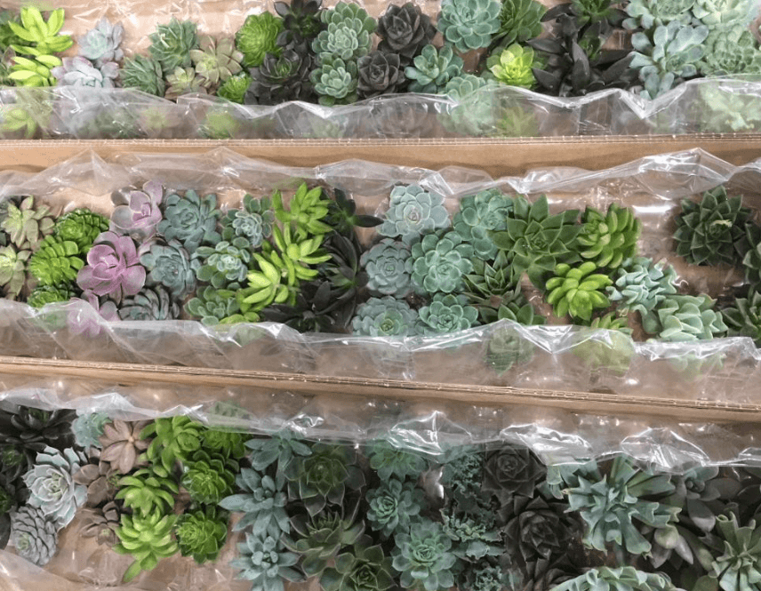 Echeveria Assorted 8.5 Cm