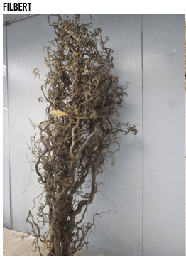 Branch Contorted Filbert 4ft 10 Stem