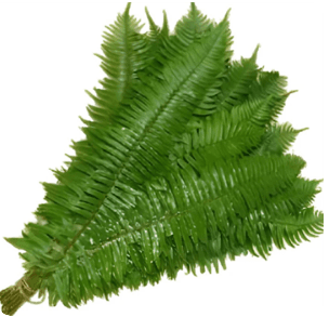 Greens Flat Fern Western Sub. Sword Fern