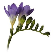 Freesia Blue Moon Lavender 50 Cm