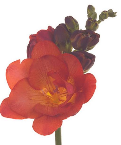 Freesia Mandarin Orange Double