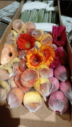 Gerbera 50 Cm Assorted Premium