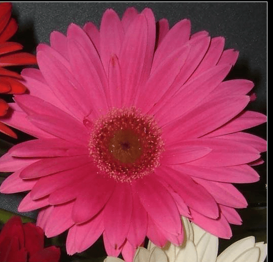Gerbera 50 Cm Pink Hot