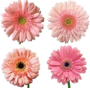 Gerbera Pink Light 50 Cm