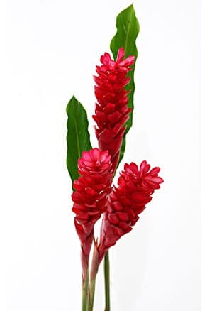 Ginger Red XL Tropical