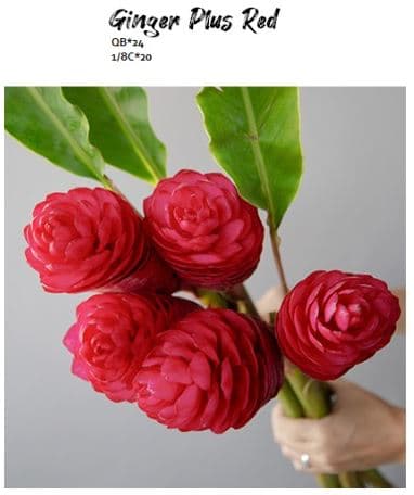 Ginger King Plus Red 90 Cm