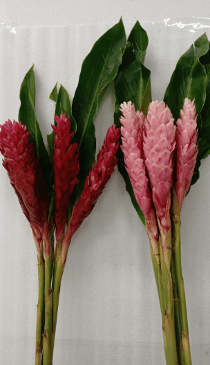 Ginger Asst Red & Pink Large Tropical