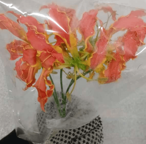 Tropical Gloriosa Lily Orange Long