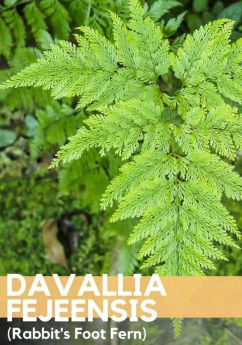 Greens Davallia Fern