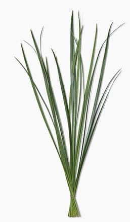 Lily Grass Green