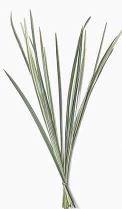Lily Grass Variegated