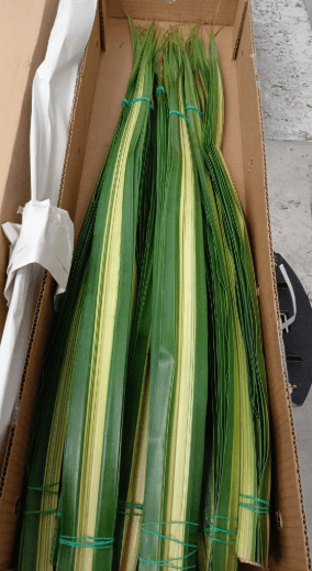 Greens Pandanus Hala Variegated