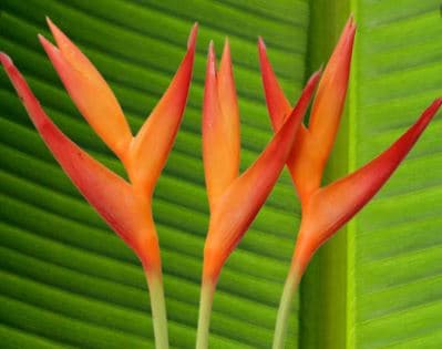 Heliconia Psittacorum Fire Opal Tropical