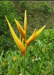 Heliconia Psittacorum Opal Golden