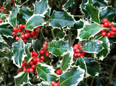 X-mas Holly #10 Variegated