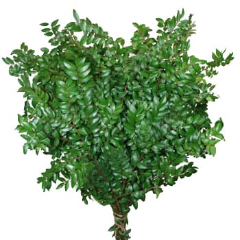 Greens Huck Green